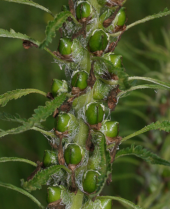 Pedicularis hacquetii / Pedicolare di Hacquet